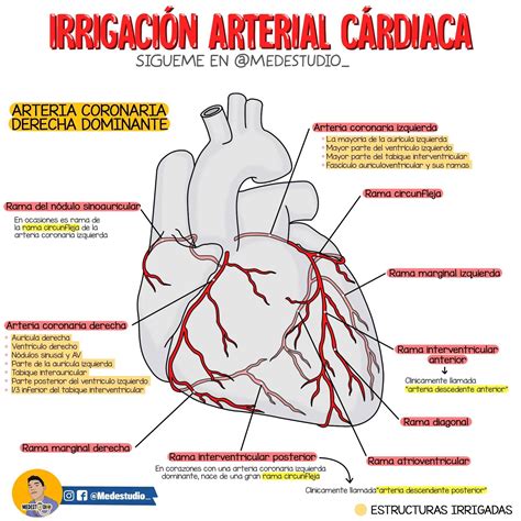 Irrigación Arterial Cardíaca Anatomía Médica Anatomia Y Fisiologia