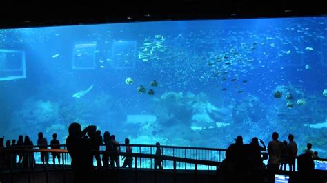 Giant Aquarium At Marine Life Park Sentosa Singapore Youtube