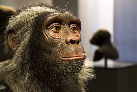 Sahelanthropus Tchadensis Reconstruction Human Evolution