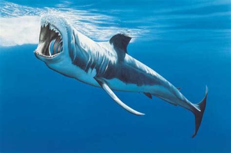 Rekiny Zabójcy Z Głębin Dinoanimalspl