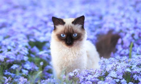 Desktop Wallpaper Siamese Cat Blue Eyes Meadow Flowers Hd Image