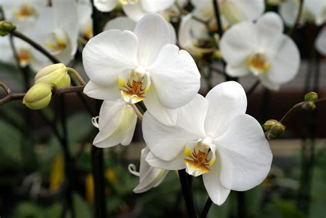 Wedding Flowers White Orchid Wallpapers