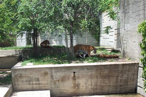 Tiger Exhibit Zoochat