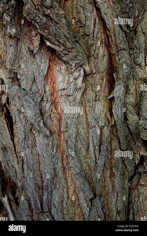 Weeping Willow Bark Salix Babylonica Stock Photo Alamy