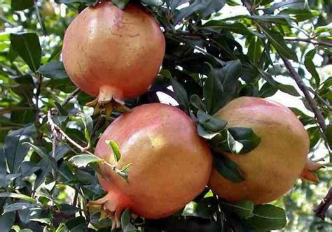 We Love Our Bangladesh Pomegranate Fruitdalim Fal