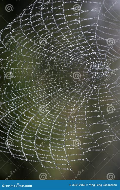 Cobweb With Morning Dew Stock Photo Image Of Silk Trap 33517960