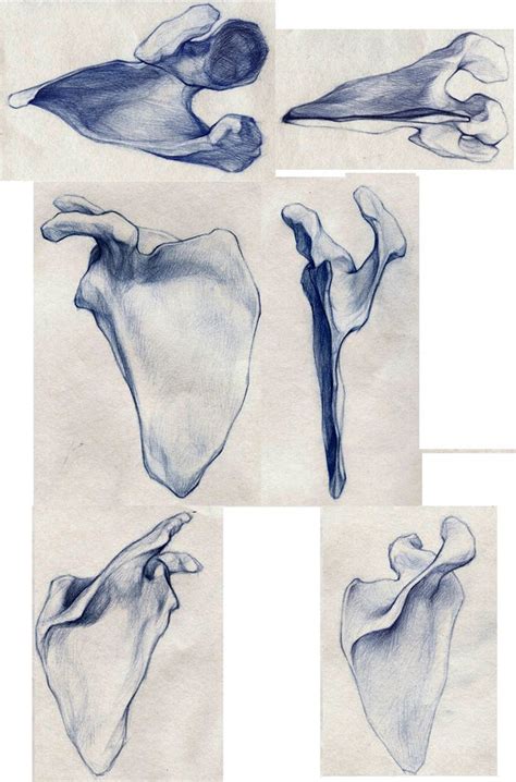 6 Views Scapula By Tobiee Deviantart On DeviantArt Bone Drawing