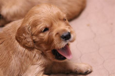 The price of any puppy varies based on a range of factors, but we'll work with you and our trusted network of oregon breeders and businesses to find a pup that fits your price range. Welcome to Windy Knoll Goldens — Breeders of AKC ...