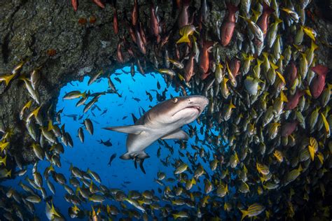 Costa Ricas Pristine ‘shark Island Now A Massive Marine Reserve
