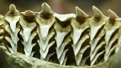 Which Species Of Shark Has The Sharpest Teeth Theres A Science