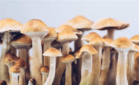 Nearly Half Of Us Adults Support Legalizing Some Psychedelics For