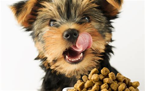 Click here to find out the best dog food for yorkies is. 5 Best Dog Food for Yorkies - 2021 Nutritional Guide From ...