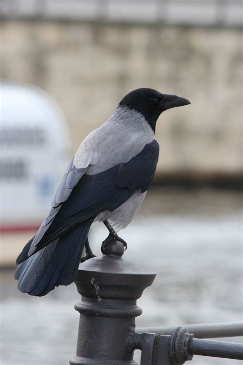 Hooded Crow In Berlin Germany Bird Photography Feather Photography
