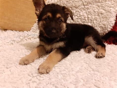 German Shepherd Puppies For Sale Chicago Il 323773