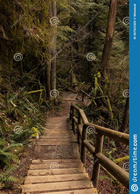 Vertical Shot Of Old Wooden Stairs In A Forest Surrounded By Trees And