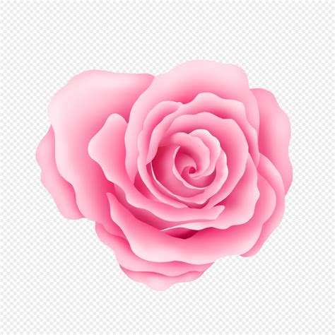 핑크 장미 꽃 이미지 사진 401522586 무료 다운로드