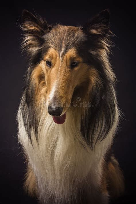 Rough Collie Scottish Shepherd Lassie Sable Color Stock Image