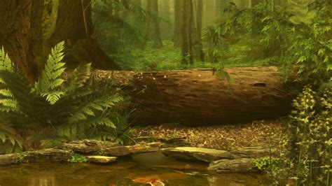 Free Download Forest Wallpapers Wallpaper Earth 2560x1440 2560x1440