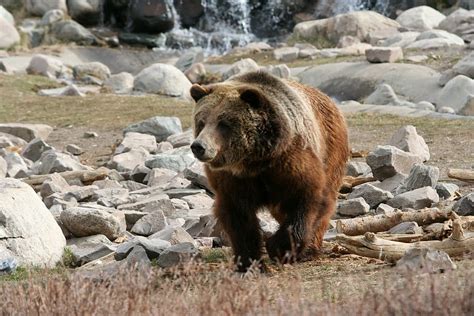 Brown Bear Yellowstone National Park Brown Bear Yellowstone