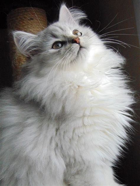These Pretty Cats Will Make You Happy Cats Are Wonderful Creatures