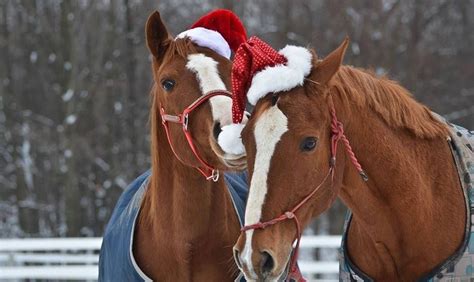 Christmas Horse Quotes Quotesgram