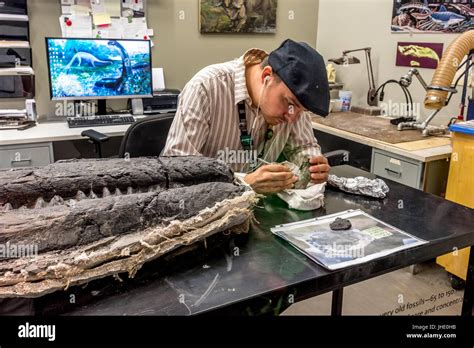 A Paleontologist At The Museum Of Natural History Of Los Angeles Cleans Fossils From A Large