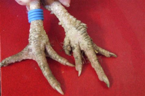 Conditions That Affects A Chickens Legs Toes And Claws