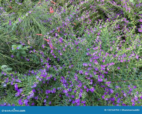 Tropical Tiny Purple Flowers Bushes Stock Photo Image Of Serene