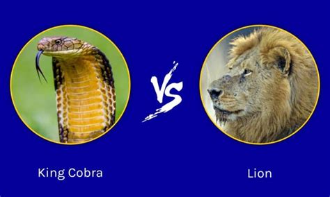 King Cobra Vs Lion Who Would Win In A Fight A Z Animals