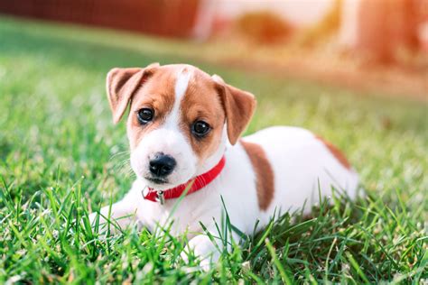 Jack Russell Breed A Portrait Mystart