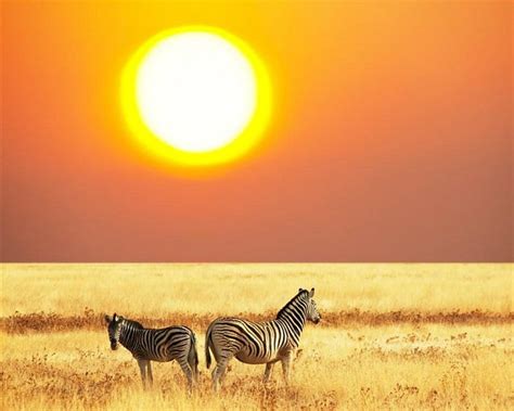 African Zebra Sun Animals Field Zebras Hd Wallpaper Peakpx