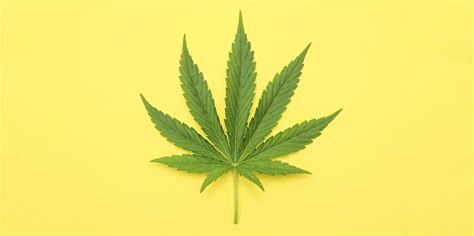 California Cannabis Laws Regulations Adult Cannabis Information