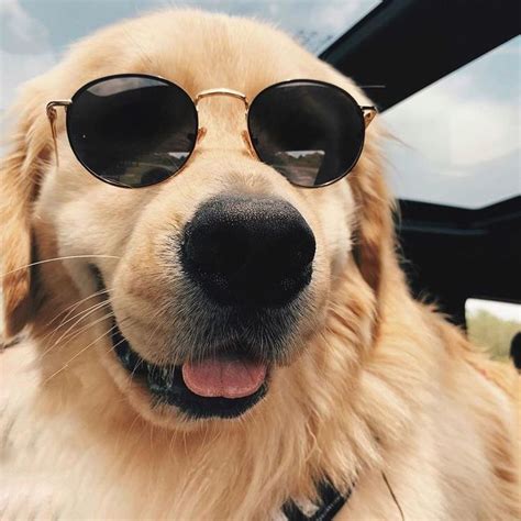 Dog Sunglasses Dog Sunglasses Dog With Glasses Pet Sunglasses