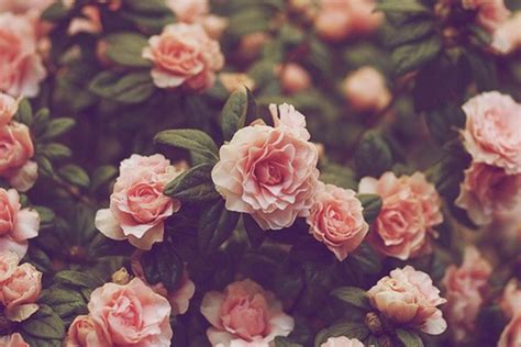 Download hd wallpapers for free on unsplash. Vintage Flowers Wallpapers - We Need Fun