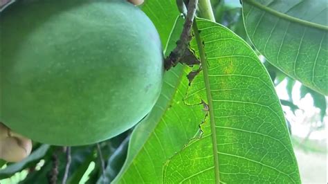 Mango Sap Burns Your Skin Be Careful When You Pick Unripe Mangoes