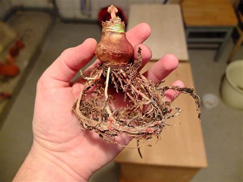 Die großen, beeindruckenden blüten der amaryllis, auch ritterstern genannt, bringen festliche stimmung in haus und wohnung. Amaryllis umtopfen in Kokos-Substrat — Parzelle94.de