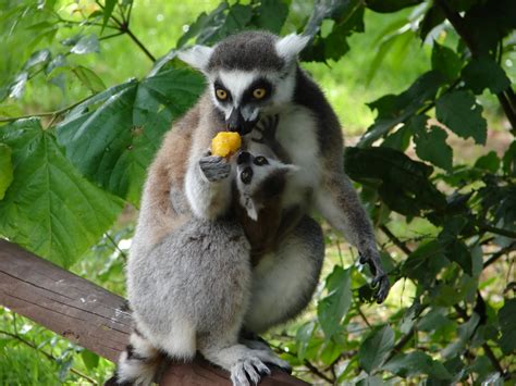 Lemurs Of Madagascar Rainforests