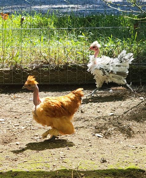 Naked Neck Frizzle Bantam Hatching Eggs Fancy Calm Pets Ebay