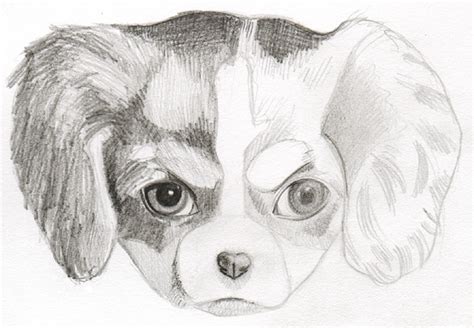 How To Draw A Puppy Learn How To Draw Puppies — Art Is Fun