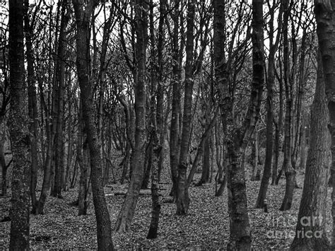 Formby Woods In Monochrome Photograph By Joan Violet Stretch Fine Art