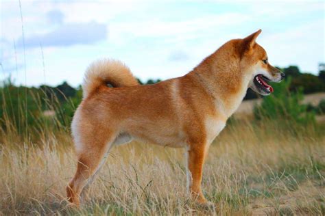 He can outrun and outdodge any human. Shiba Inu