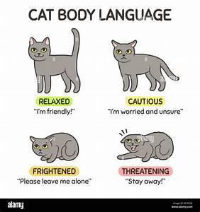 Cat Body Language Infographic Chart Cat Poses Mean Different Emotions
