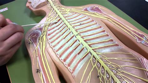 Related posts of human body back side skeleton. Anatomy: Nerves On Flatman - YouTube