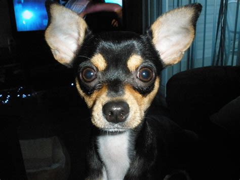 Download Chihuahua Dog Breed Wallpaper