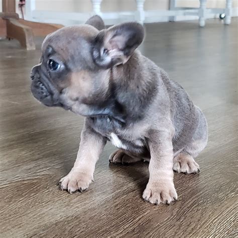 French Bulldog Puppies For Sale Township Of Greenwood Mi 312017