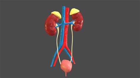 Kidneys Urinary System 3d Model By Cos Costap 03d325c Sketchfab