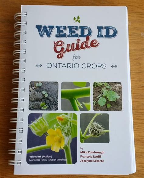 Weed Id Guide For Ontario Crops Onvegetables