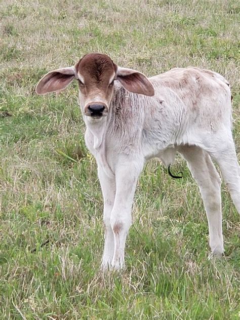 Newborn Heifer Calf From Black Brahma Cow And Sardo Negro Brahma Bull