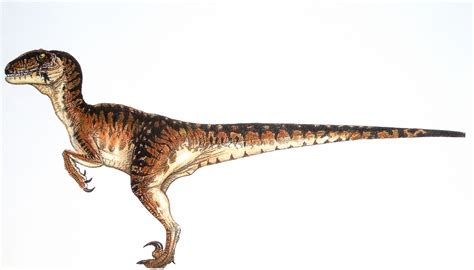 Velociraptor Facts Habitat Pictures And Diet Extinct Animals