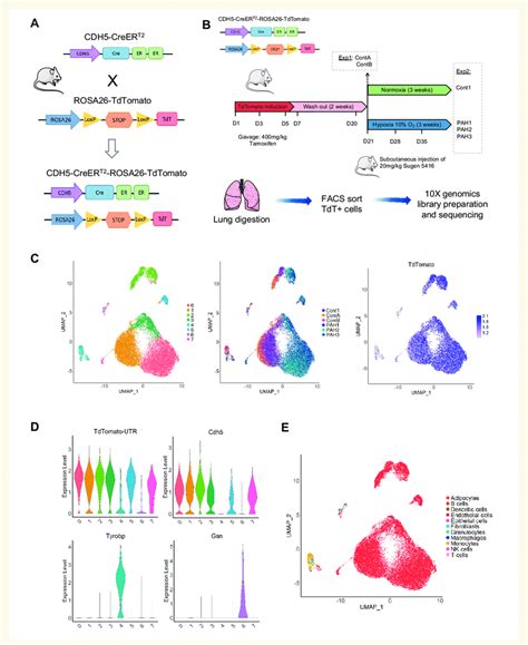 Single Cell Rna Seq Of Lung Ecs In Control And Pah Mice A Mouse